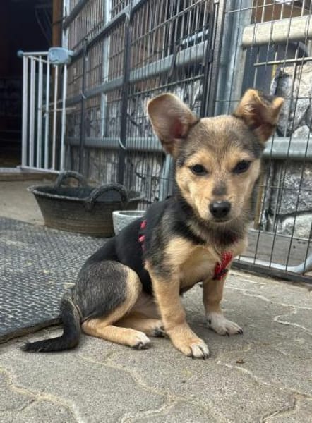 Kleine Fienchen sucht ihre Familie