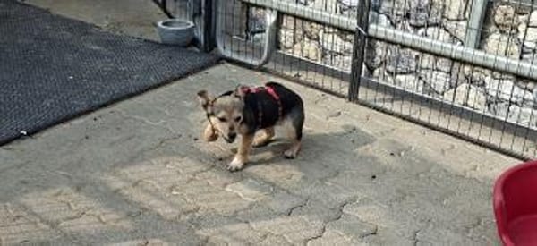 Kleine Fienchen sucht ihre Familie