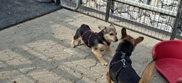 Kleine Fienchen sucht ihre Familie