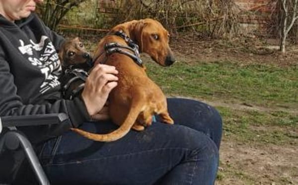 Dottie - wo sind die Dackel-Fans?