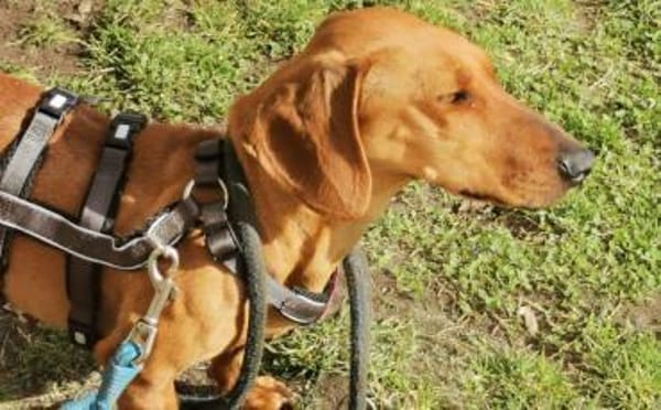 Dottie - wo sind die Dackel-Fans?