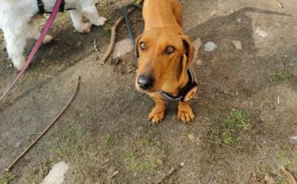 Dottie - wo sind die Dackel-Fans?