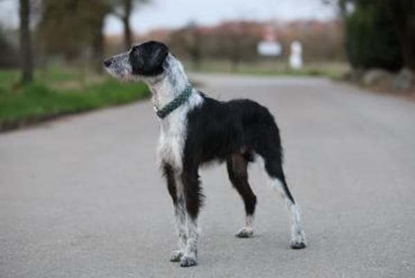 Nelly, zauberhafte Hündin sucht Familie