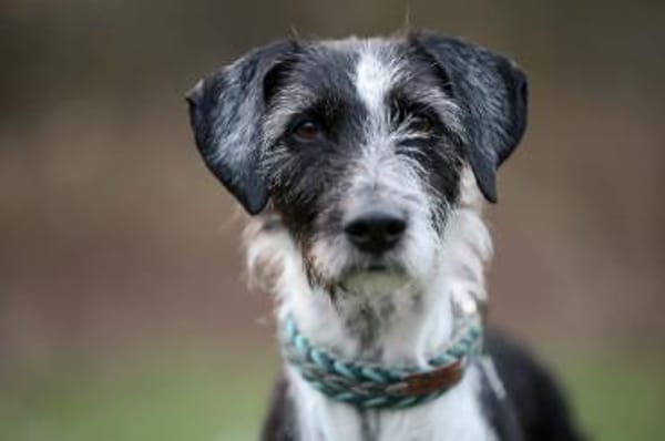 Nelly, zauberhafte Hündin sucht Familie