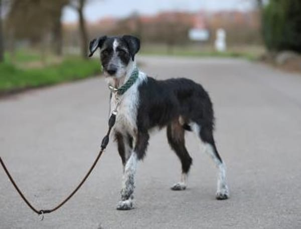 Nelly, zauberhafte Hündin sucht Familie