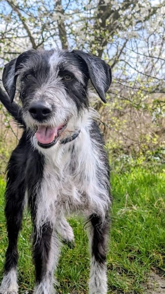 Nelly, zauberhafte Hündin sucht Familie