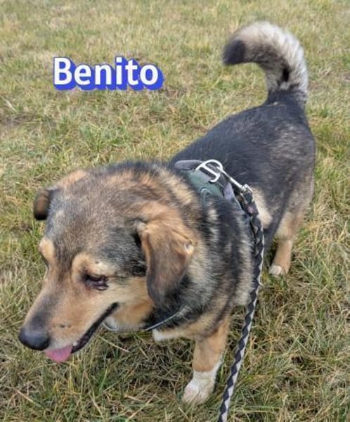 Vermittlungshilfe Benito; Dossenheim