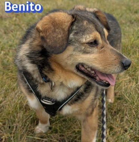 Vermittlungshilfe Benito; Dossenheim