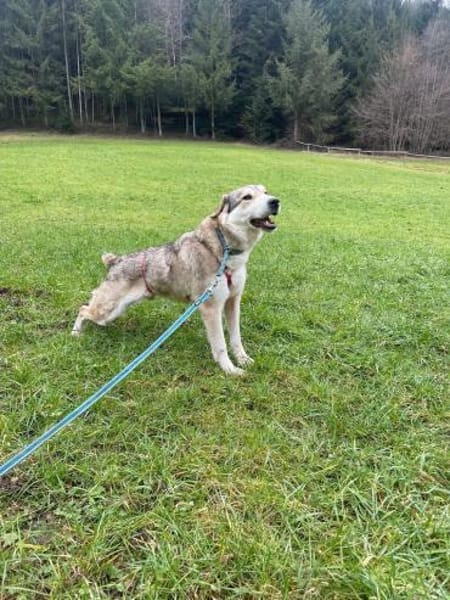 BALI sucht seine Familie