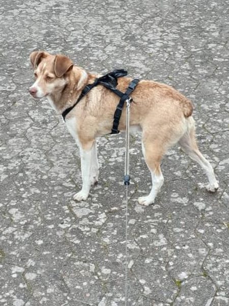 Birdy verschmust, anhänglich,zutraulich