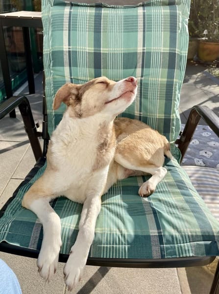 Birdy verschmust, anhänglich,zutraulich