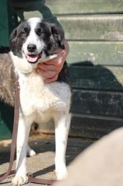 Pintia - zutraulich u. kinderlieb