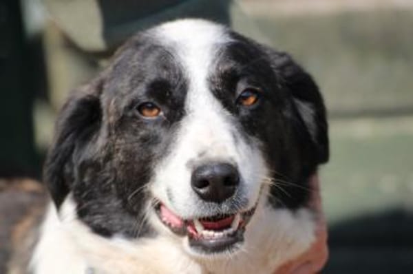 Pintia - zutraulich u. kinderlieb