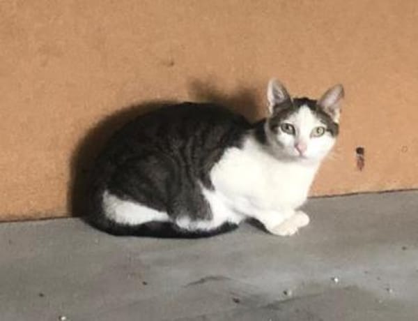 Liebe Farah - hoch schwanger entsorgt !