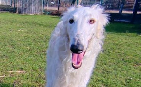 Dembe - sensibler Riese sucht Zuhause