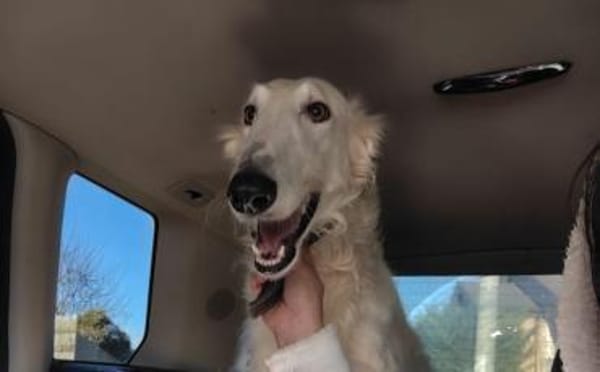 Dembe - sensibler Riese sucht Zuhause