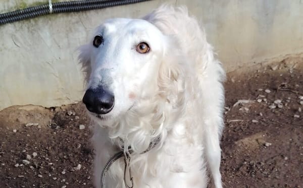 Dembe - sensibler Riese sucht Zuhause