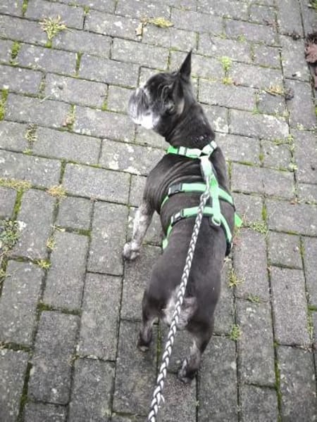 PAULA - sucht dringend HOSPIZ-PLATZ !!!