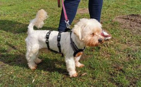 Smiljan - Westie-Fans gesucht