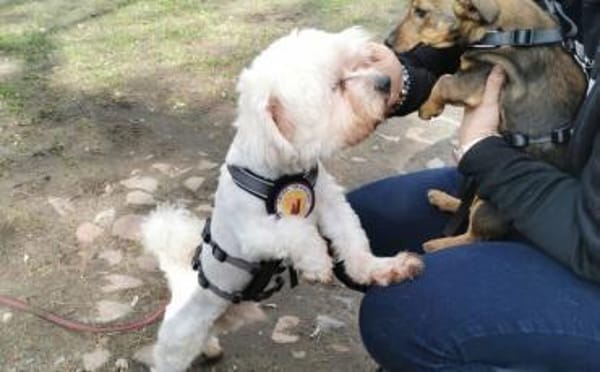 Smiljan - Westie-Fans gesucht