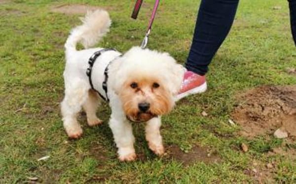 Smiljan - Westie-Fans gesucht