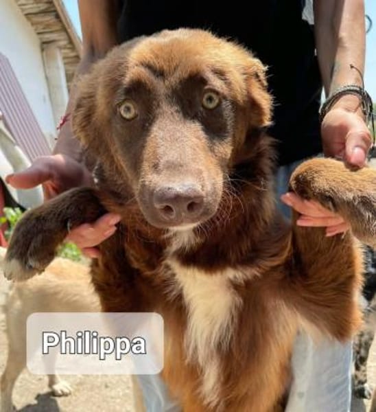 Wunderschöne PHILIPPA 🐾❤ 3 Jahre