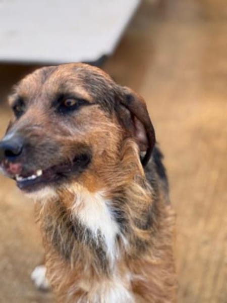 Gary - lieber Schatz auf Pflegestelle