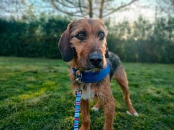 Gary - lieber Schatz auf Pflegestelle