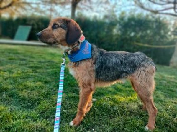 Gary - lieber Schatz auf Pflegestelle