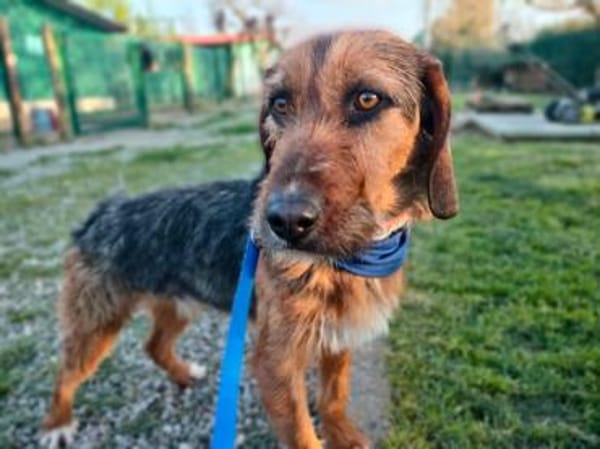 Gary - lieber Schatz auf Pflegestelle