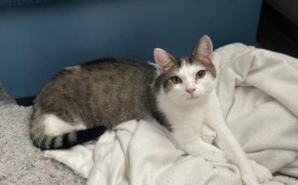 Traumpaar Mauri&Rumi sucht ein Zuhause