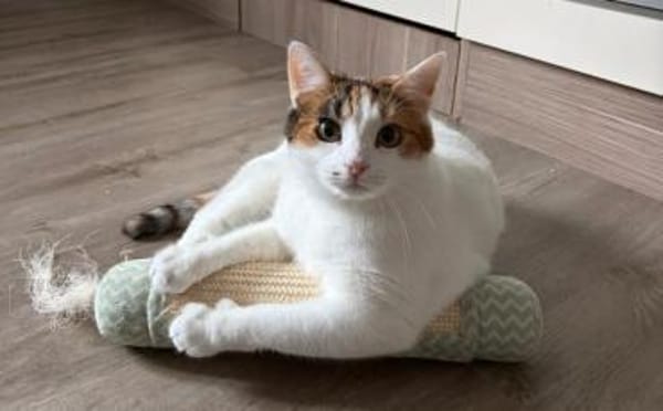 Traumpaar Mauri&Rumi sucht ein Zuhause