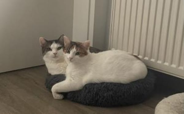 Traumpaar Mauri&Rumi sucht ein Zuhause