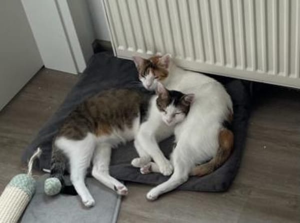 Traumpaar Mauri&Rumi sucht ein Zuhause