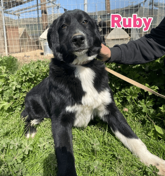 Ruby - freundlich und menschenbezogen