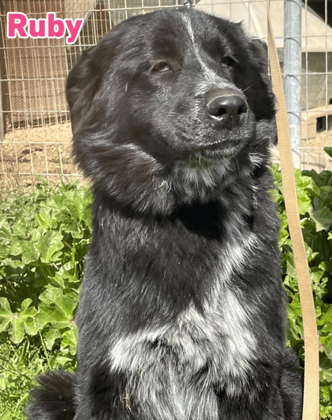 Ruby - freundlich und menschenbezogen