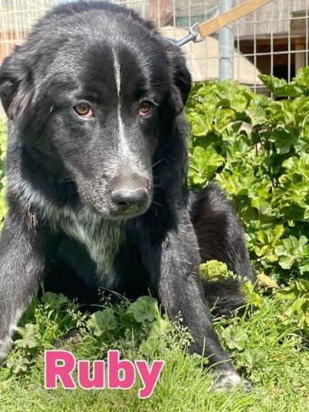 Ruby - freundlich und menschenbezogen