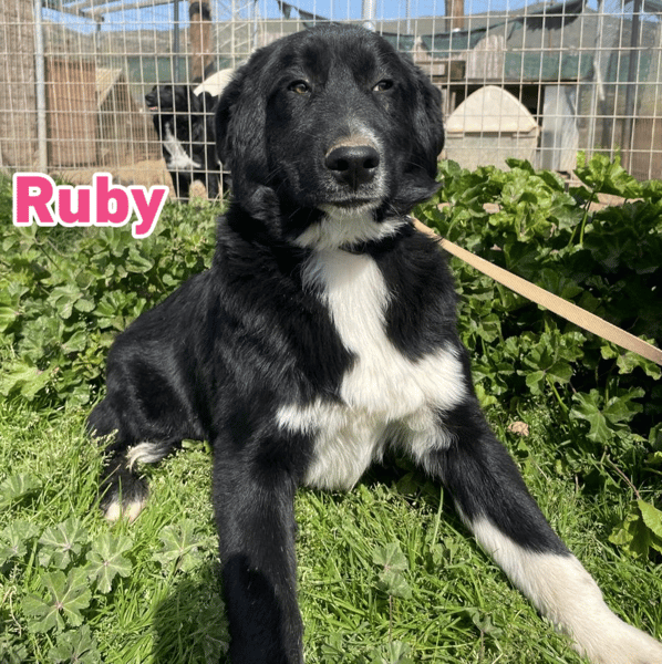Ruby - freundlich und menschenbezogen