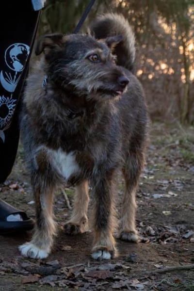 Timmy sucht neues Glück