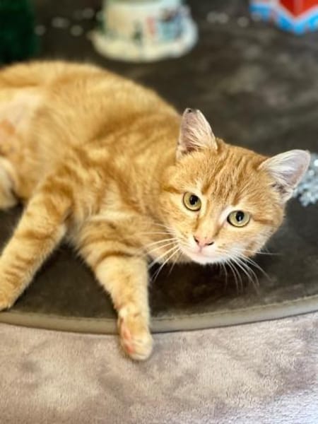 süße Mila wartet auf ihren Menschen