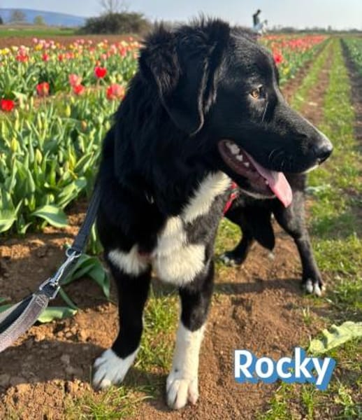 Rocky - freundlich und menschenbezogen