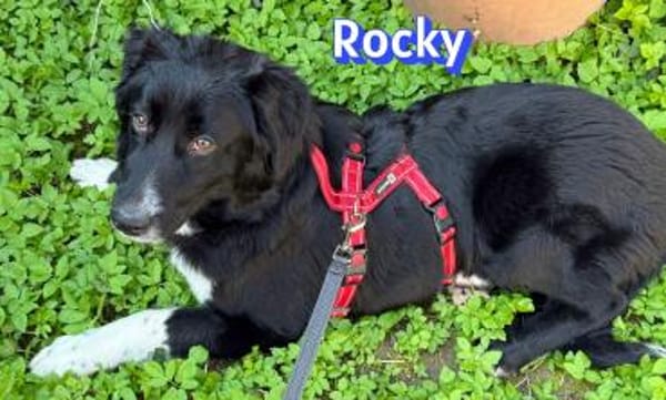 Rocky - freundlich und menschenbezogen