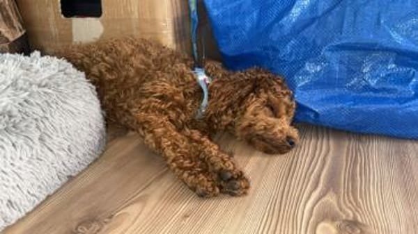 Bobby sucht ein Körbchen