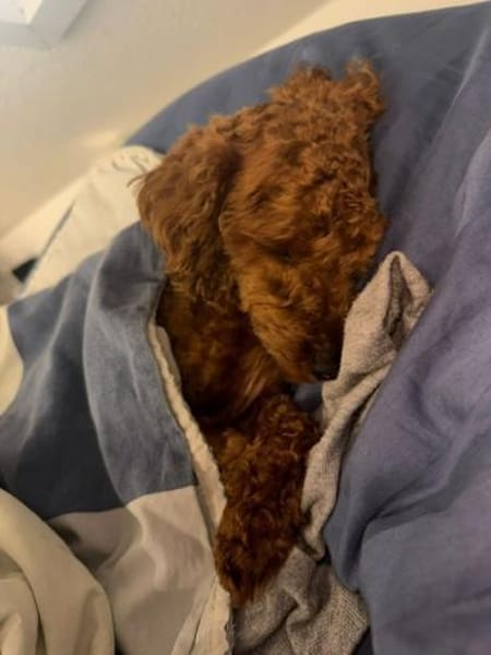 Bobby sucht ein Körbchen