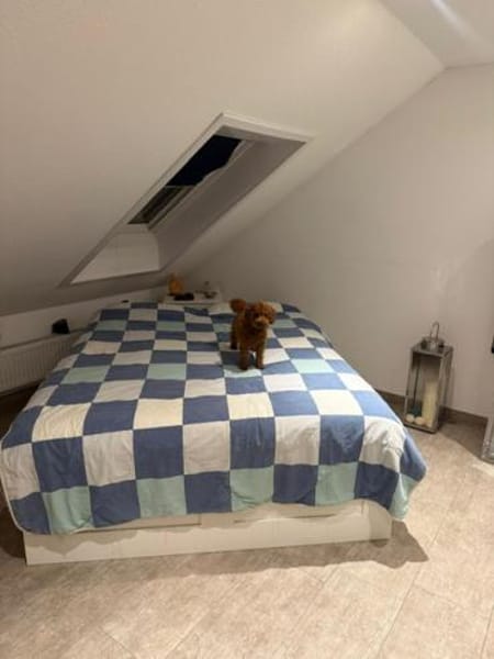 Bobby sucht ein Körbchen