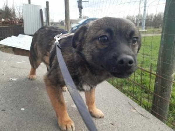 MADDOX 🐾❤  kleines 5monatiges Hundekin