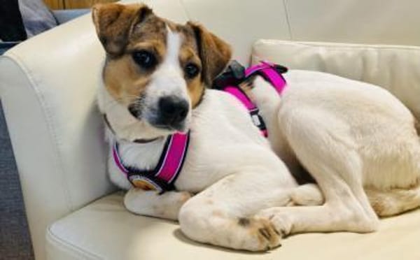 Anda sucht Familienanschluss