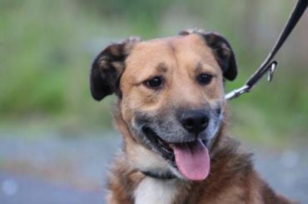 Sanjay - sehr verspielt u. kinderlieb