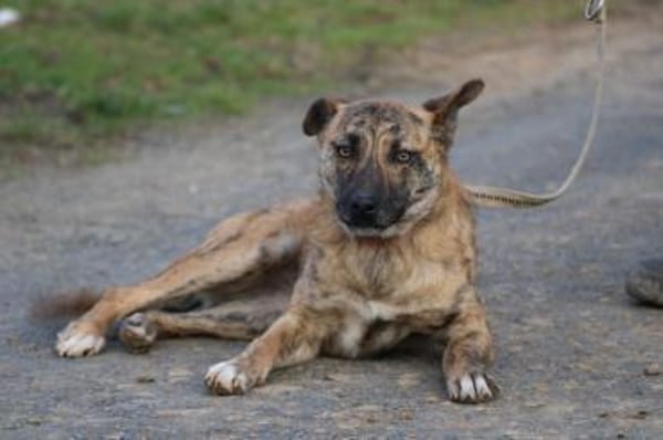 Kiwi - fröhlich u. zutraulich