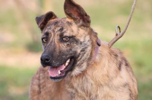 Kiwi - fröhlich u. zutraulich